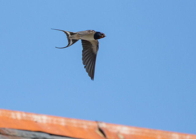 Swallow