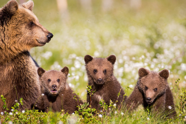 THL_3077 Bjørnebinne med 3 unger-.jpg