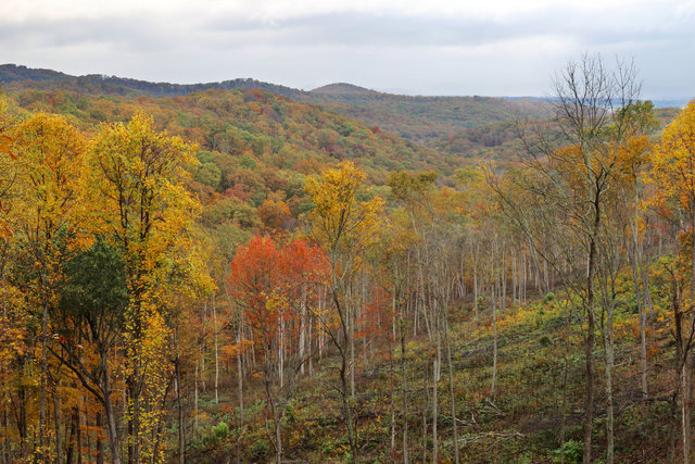 A recently logged hillside in southern Ohio.