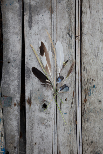 Feathers and Grass