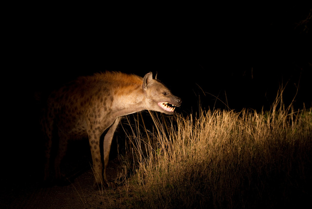 Hyena