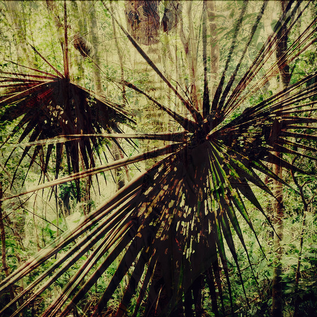 Behind A Vail Of Thorns
