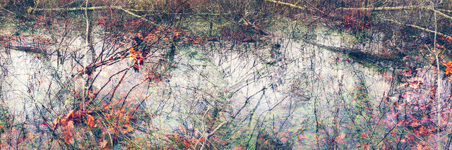 Birth And Quietus. Arnold Arboretum, Boston