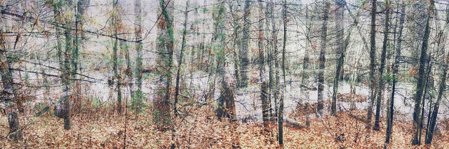 Fading Memories. Arnold Arboretum, Boston