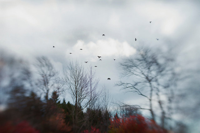 Where Swallows Hide