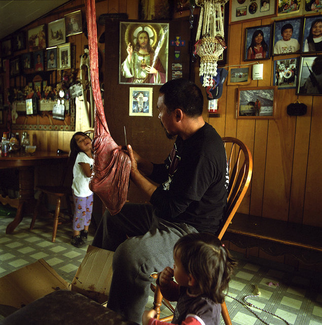 Art prepares the stomach of a walrus for a drum, 2013