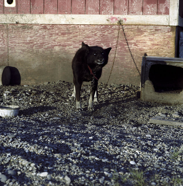blue eyed dog, 2013