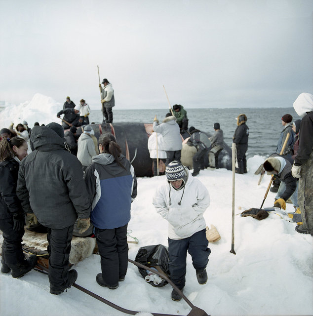 Cutting the whale, May 2009