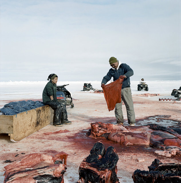 Kobe watching Art taking the liver lining of the whale for a drum, 2012