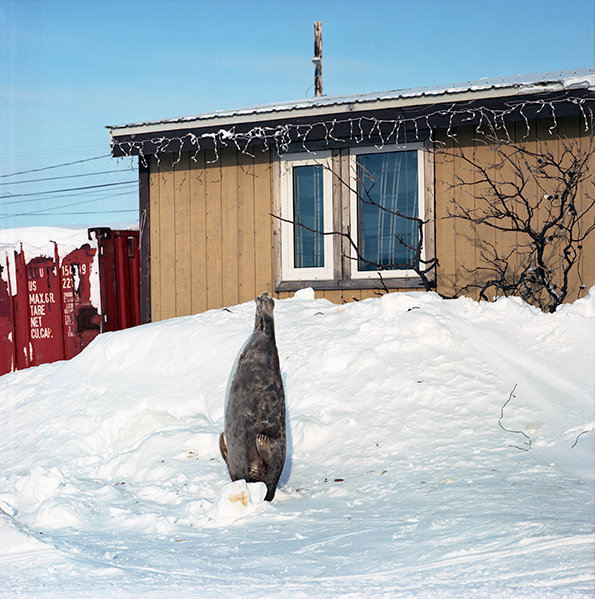 Keeping seal meat fresh, May 2012