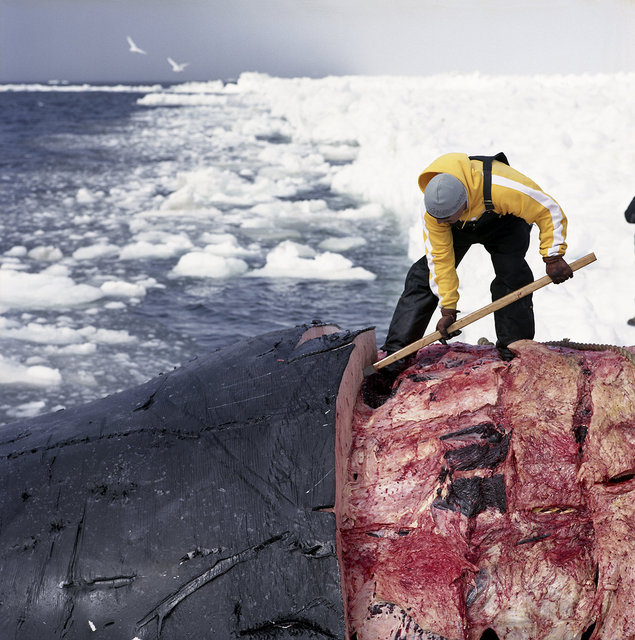 Randy cutting up the whale, 2009
