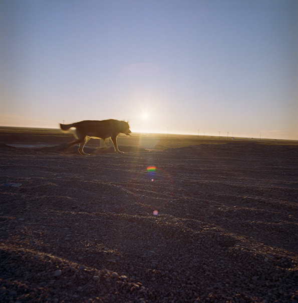 Chomper on the tundra with a low summer night sun, August 2014