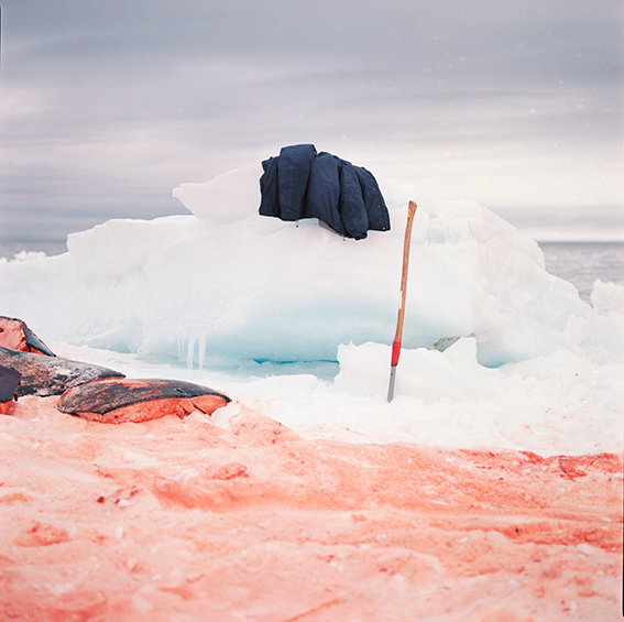 Still Life on the Ice, May 2017