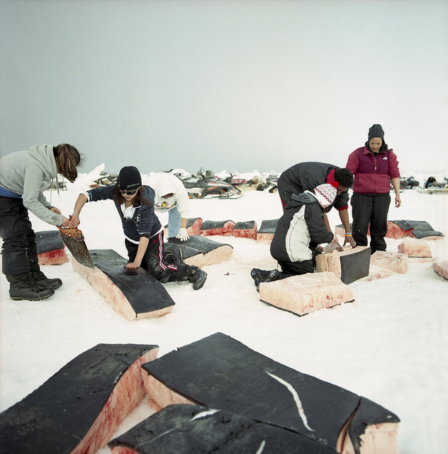 dividing the muktuk, 2009