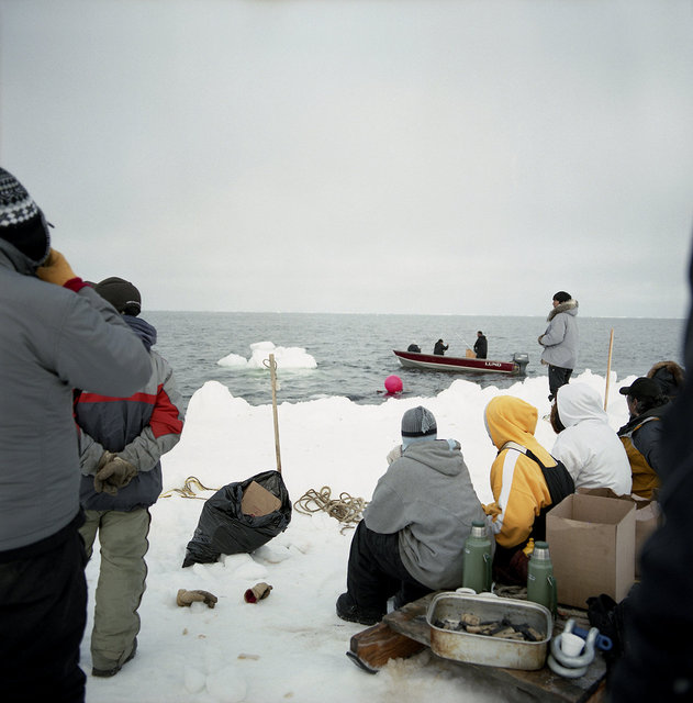getting ready for marking the whale, May 2009
