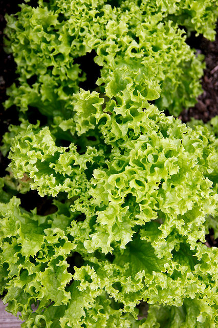 Lettuce 'Lollo Bionda'