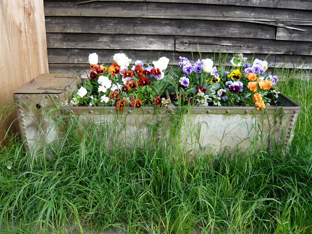 Flower tubs at Weathampstead (3) VB.JPG