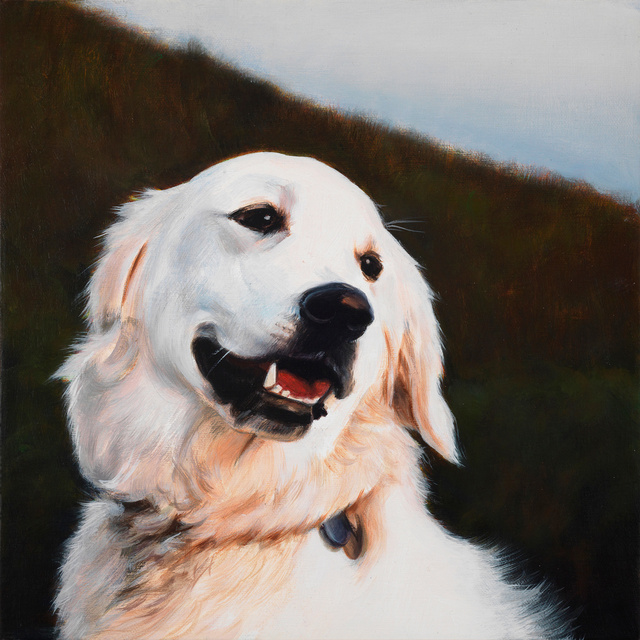 Breed: Golden Retriever / "Dusty"