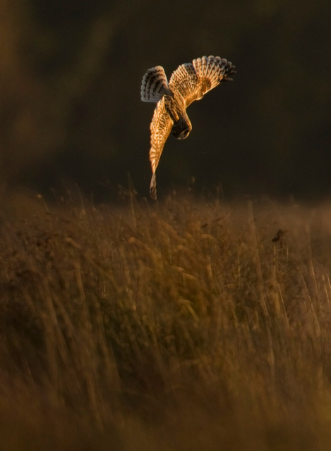 Short-eared Owl
