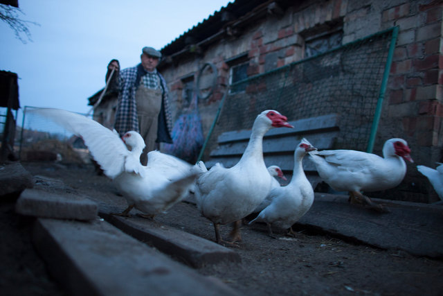 The farming couple Helmut and Hertha in Froeßnitz, Germany, live like they are in another time.