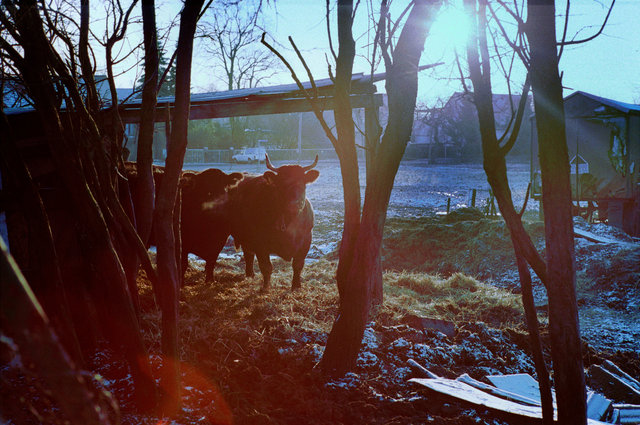 The farming couple Helmut and Hertha in Froeßnitz, Germany, live like they are in another time.