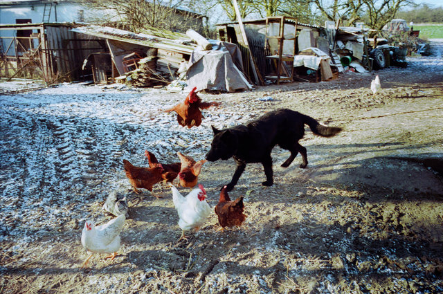 The farming couple Helmut and Hertha in Froeßnitz, Germany, live like they are in another time.