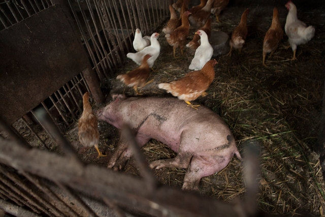 The farming couple Helmut and Hertha in Froeßnitz, Germany, live like they are in another time.