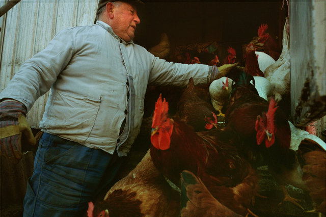 The farming couple Helmut and Hertha in Froeßnitz, Germany, live like they are in another time.