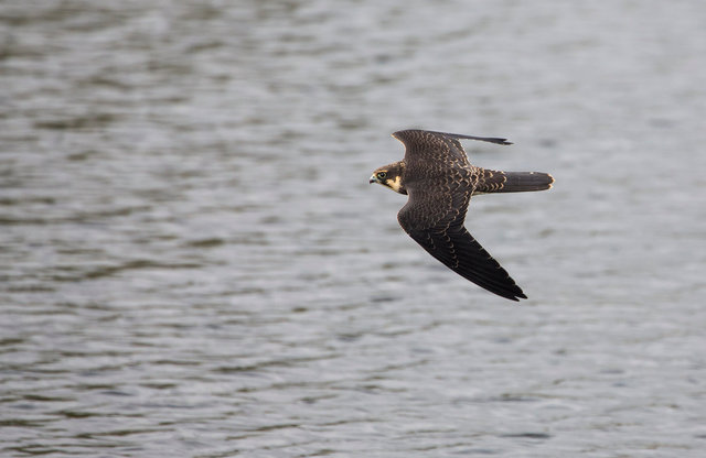 Hobby