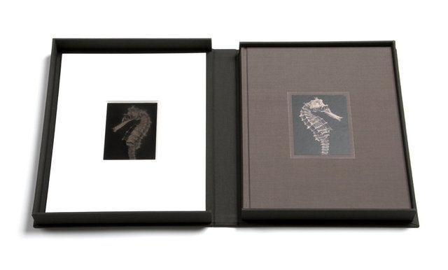 Limited Edition with Collector's Box & Unique Tintype Hippocampus #40