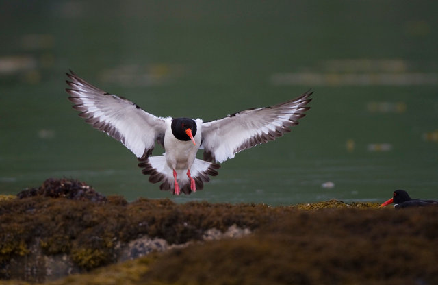 Oystercatcher