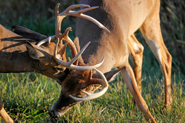 White-tailed Deer, Ohio