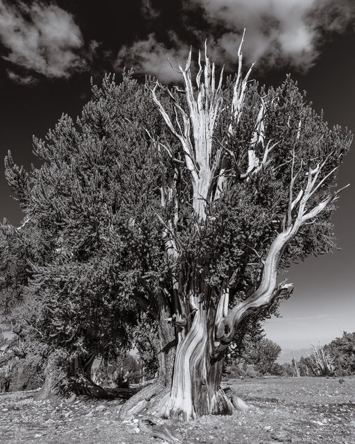 Bristlecone Pine