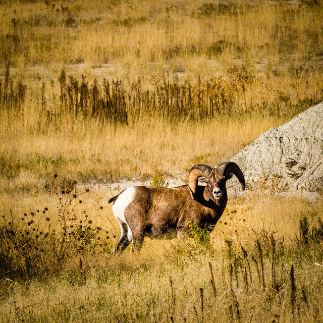 Bighorn Ram