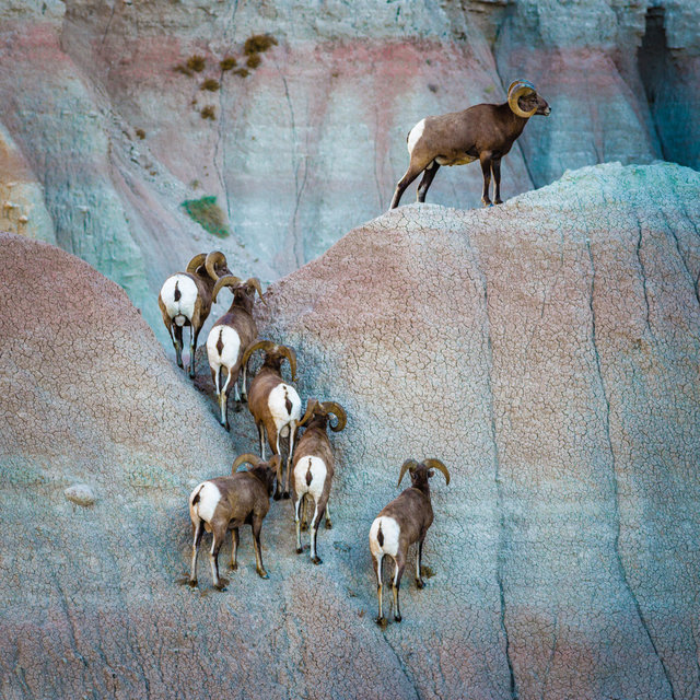 Bighorn rams scaling wall