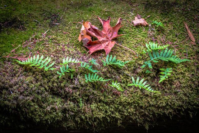 Leaf and ferns on mossy log