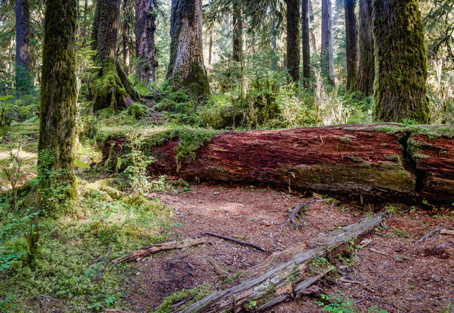 Hoh Rainforest