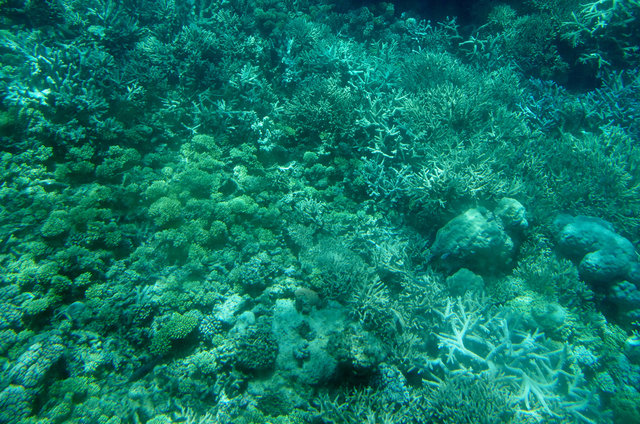 Agincourt Reef (6) edited VB.JPG