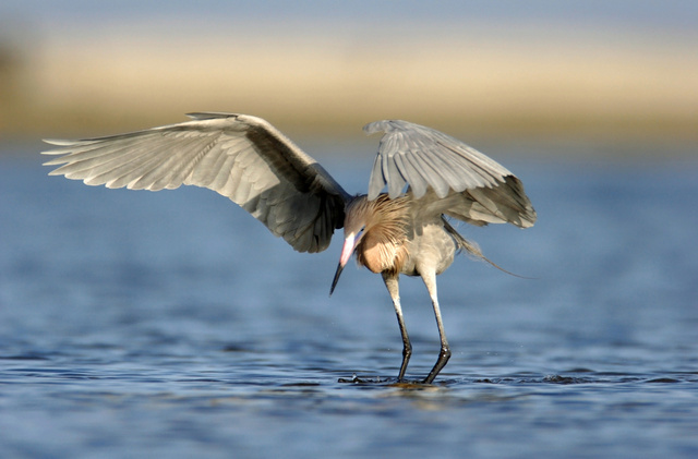 Reddish Egret, Dauphin Island, Alabama