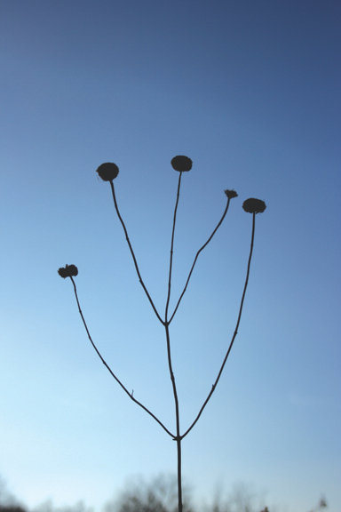 SeedHeads4.jpg
