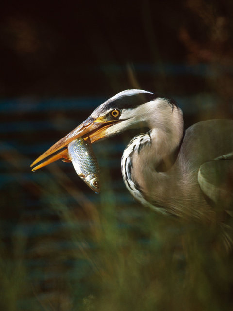 Grey heron