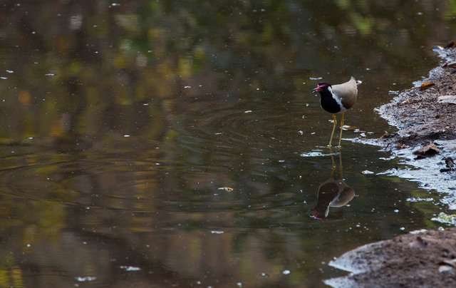 Red-wattled Lapwing