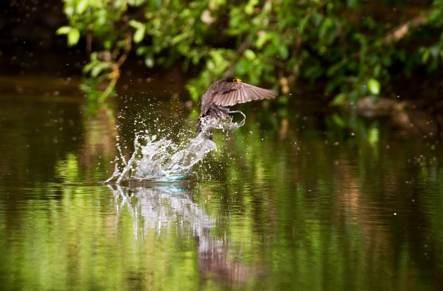 Kingfisher dives to evade blackbird