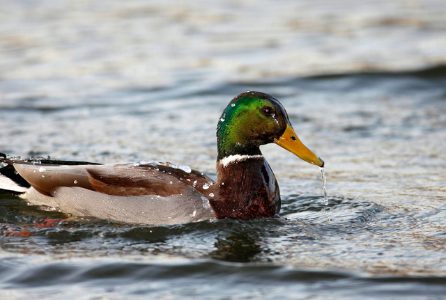 Mallard, Ohio