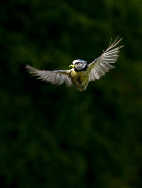 Blue tit with grub
