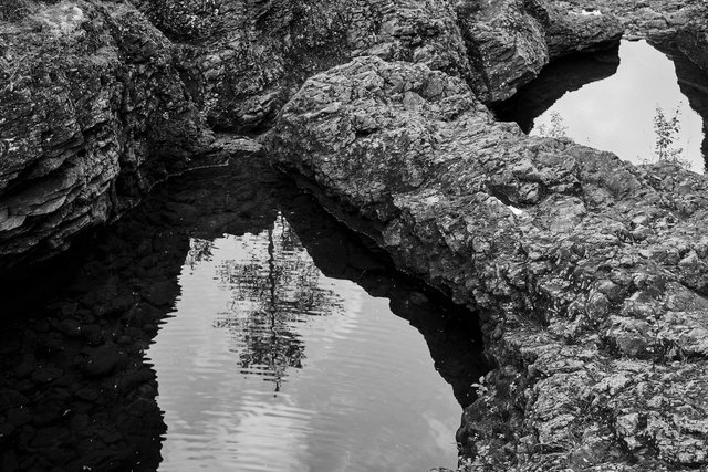 Narcissus I