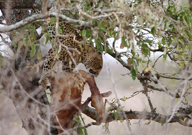 Leopard retrieving stashed impala kill