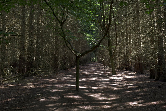 Tring_00249.jpg