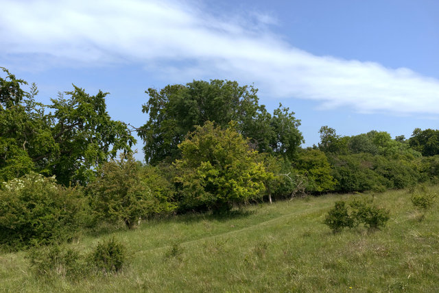 Tring_00237.jpg