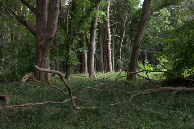 Tring_00285.jpg